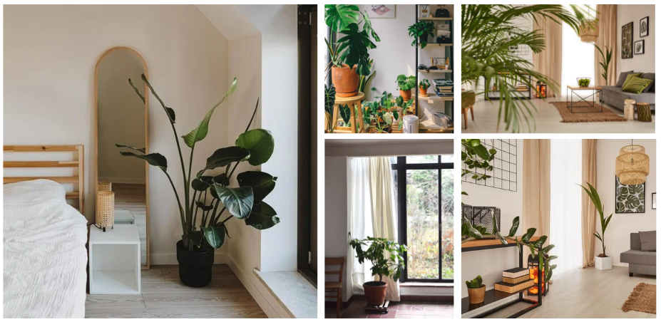 Mosaïque d'image de plantes intérieur pour son premier appartement